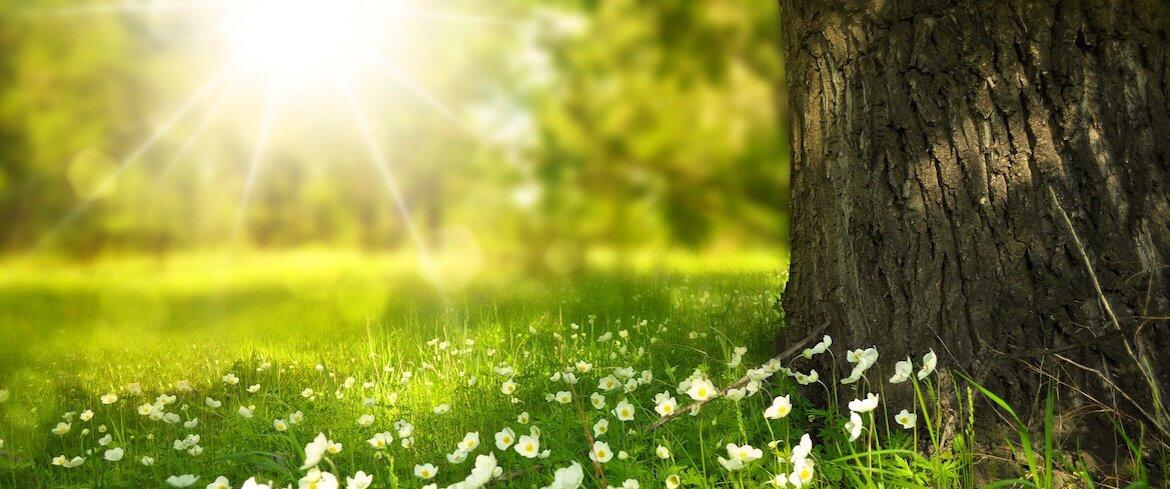 A photograph of a tree, grass, flowers, and the sun.