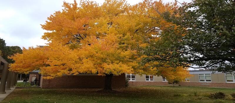 Tree in front of Oak Middle School